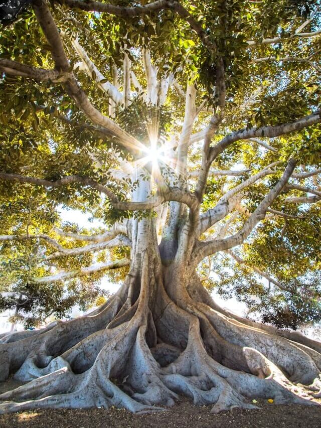 light streaming through tree - hope rising