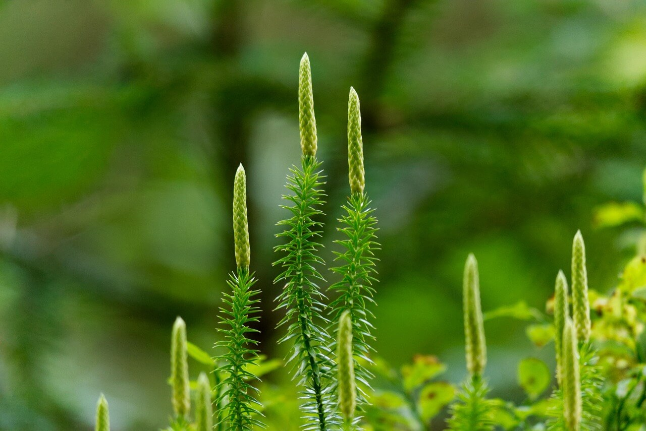 Lycopodium: Using it in a Case of Long Covid